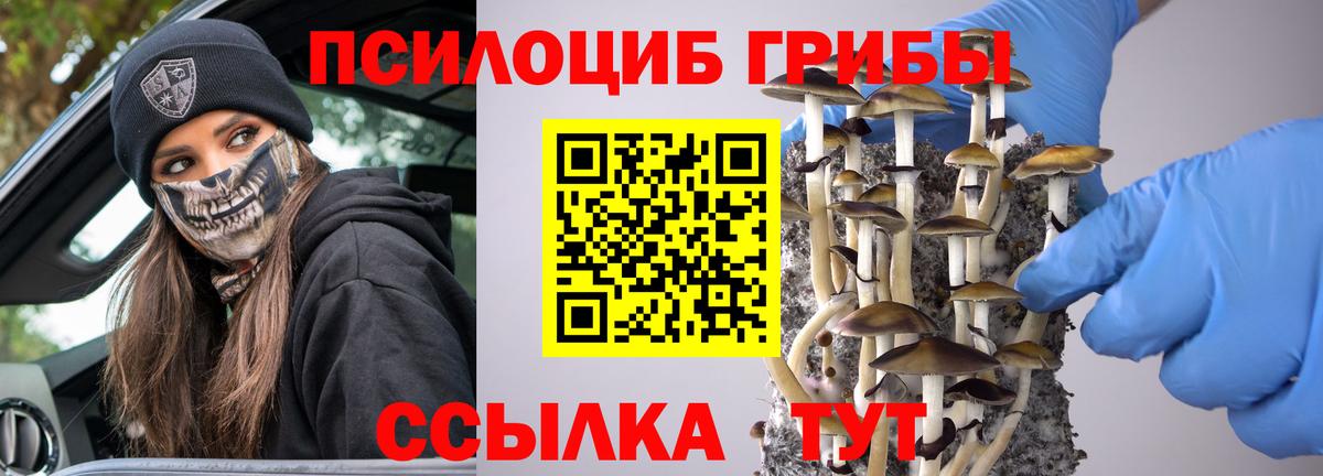 Галлюциногенные грибы мицелий  Псилоцибиновые грибы прущие грибы  Осинники  Вход с VPN 